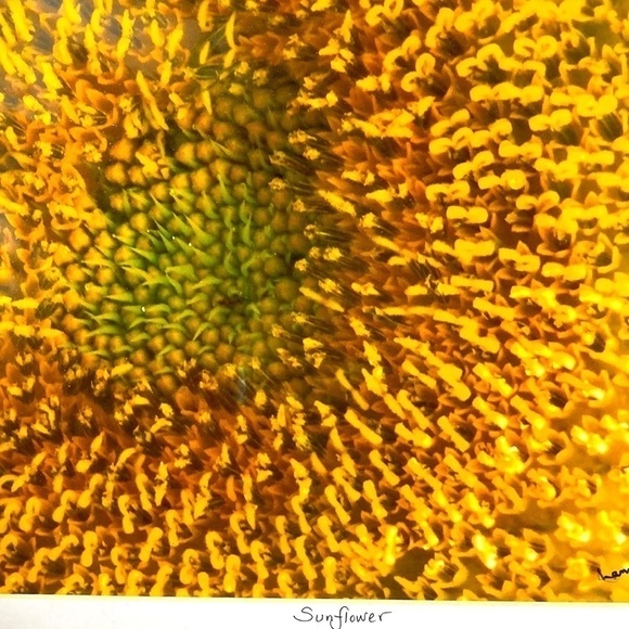 Photo ‘Sunflower’ matted and ready to frame - Picture 2 of 2